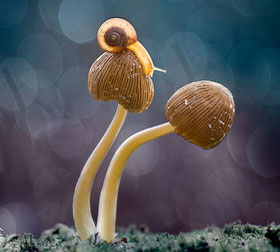 在线短信验证码接收